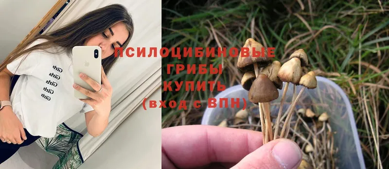 Галлюциногенные грибы Psilocybine cubensis  где найти   Воронеж 